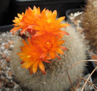 Brasilicactus Haselbergii V Weiss 5 Seeds