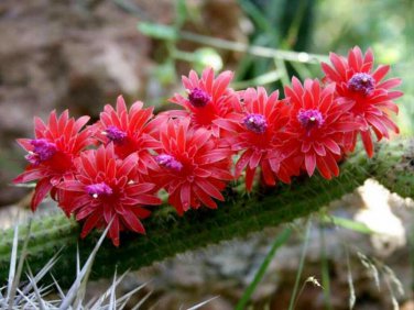 Bolivicereus Samaipatanus v. Rufus 5 Seeds