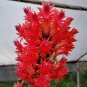Bolivicereus Samaipatanus v. Rufus 5 Seeds
