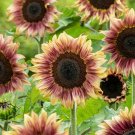 ProCut Plum Sunflower  10 Seeds