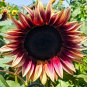 ProCut Plum Sunflower  10 Seeds