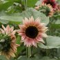 ProCut Plum Sunflower  10 Seeds