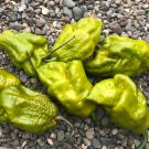 Gator Jigsaw Hot Pepper.  10 Seeds.