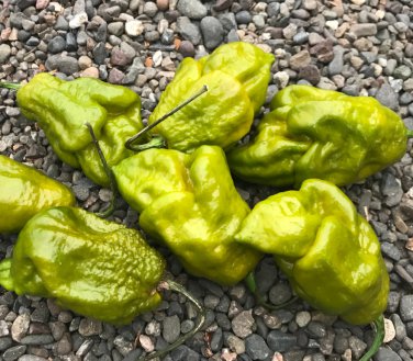 Gator Jigsaw Hot Pepper.  10 Seeds.