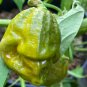 Gator Jigsaw Hot Pepper.  10 Seeds.