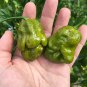 Gator Jigsaw Hot Pepper.  10 Seeds.
