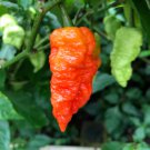 Death Spiral Hot Pepper Seeds