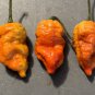 Death Spiral Hot Pepper Seeds