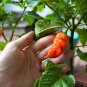 Death Spiral Hot Pepper Seeds
