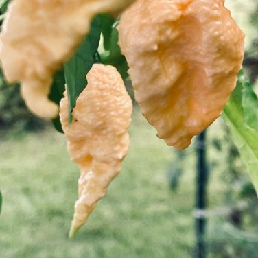 Jay's Peach Ghost Pepper 10 Seeds