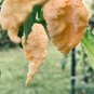 Jay's Peach Ghost Pepper 10 Seeds