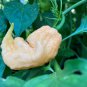 Jay's Peach Ghost Pepper 10 Seeds