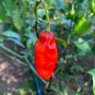 Naga Viper Hot Pepper 10 Seeds