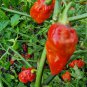 Naga Viper Hot Pepper 10 Seeds