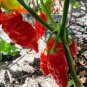 Komodo Dragon Hot Pepper 10 Seeds