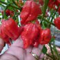 Komodo Dragon Hot Pepper 10 Seeds