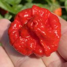 Wartryx Hot Pepper 10 Seeds