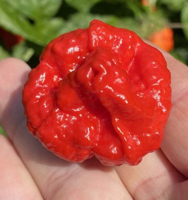 Wartryx Hot Pepper 10 Seeds