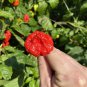 Wartryx Hot Pepper 10 Seeds
