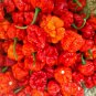 Wartryx Hot Pepper 10 Seeds