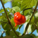 Naga Viper Hot Pepper 10 Seeds