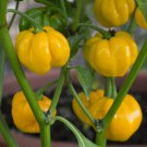 (10) Jamaican Yellow Scotch Bonnet Untreated Fresh Pepper Seeds.