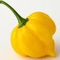 (10) Jamaican Yellow Scotch Bonnet Untreated Fresh Pepper Seeds.