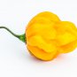 (10) Jamaican Yellow Scotch Bonnet Untreated Fresh Pepper Seeds.