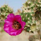 Cylindropuntia Imbricata aka Giant Tree Cholla  5 Seeds