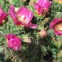 Cylindropuntia Imbricata aka Giant Tree Cholla  5 Seeds