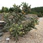 Cylindropuntia Imbricata aka Giant Tree Cholla  5 Seeds