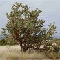 Cylindropuntia Imbricata aka Giant Tree Cholla  5 Seeds