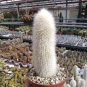 Cleistocactus Strausii aka Silver Torch Cactus  5 Seeds