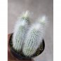 Cleistocactus Strausii aka Silver Torch Cactus  5 Seeds