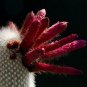 Cleistocactus Strausii aka Silver Torch Cactus  5 Seeds