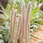 Cleistocactus Strausii aka Silver Torch Cactus  5 Seeds