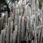 Cleistocactus Strausii aka Silver Torch Cactus 5 Seeds