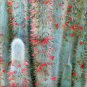 Cleistocactus Strausii aka Silver Torch Cactus 5 Seeds