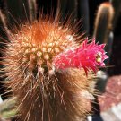 Cleistocactus Tupizensis Seeds 8 Seeds