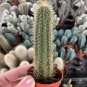 Cleistocactus Tupizensis Seeds 8 Seeds