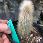 Cleistocactus Tupizensis Seeds 8 Seeds