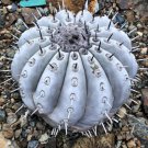 Copiapoa Species Mix  10 Seeds
