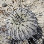 Copiapoa Species Mix  10 Seeds
