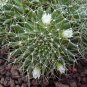 Dolichothele Camptotricha aka Cactus Biznaga  5 Seeds