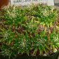 Dolichothele Camptotricha aka Cactus Biznaga  5 Seeds