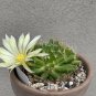Dolichothele Camptotricha aka Cactus Biznaga  5 Seeds