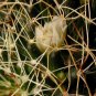 Dolichothele Camptotricha aka Cactus Biznaga  5 Seeds