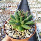 Dolichothele Uberiformis   5 Seeds