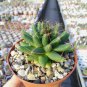 Dolichothele Uberiformis   5 Seeds