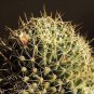 Dolichothele Uberiformis   5 Seeds
